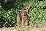 AIREDALE TERRIER 005